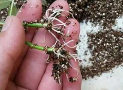 生根粉可以经常用吗？