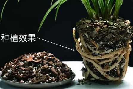 兰花用松树皮能种活吗？