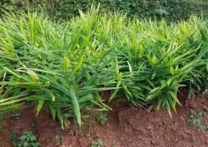 种植大姜需要什么肥料？
