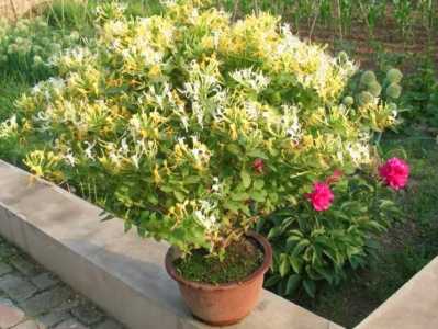 金银花盆栽哪个品种好？