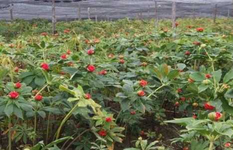 重楼的种植方法跟时间是什么时候？