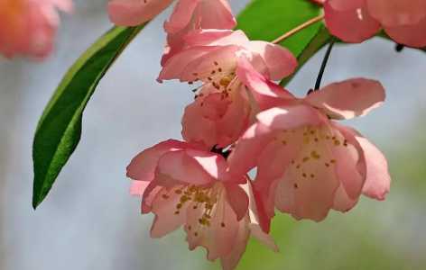 海棠花的花为什么会枯？