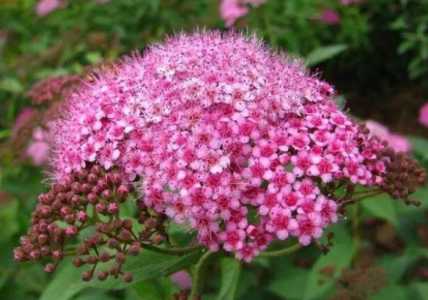 粉花绣线菊是常绿还是落叶？