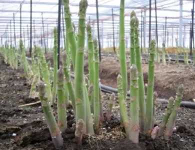 芦笋苗的种植方法是什么？