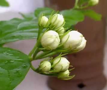 茉莉花对光照要求高吗？