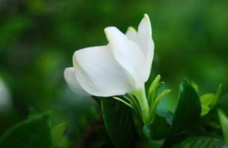 栀子花烂根可以如何抢救？