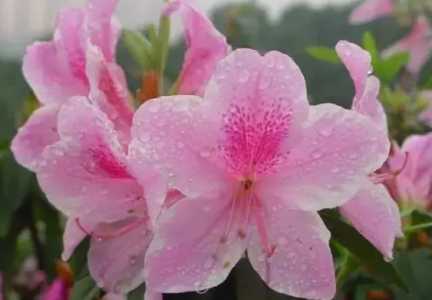 杜鹃哪个品种的花最漂亮？