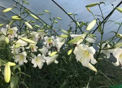 百合花蕊上黏黏的东西有毒吗？