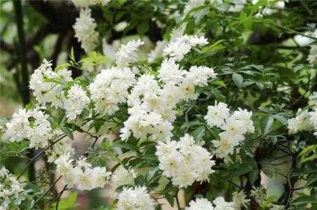 木香花能扦插育苗吗？