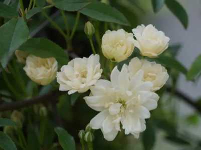 木香花为什么不长了呢？