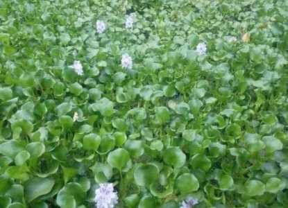菱角是水葫芦身上长出来的吗？