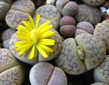生石花上盆后多久浇第一次水？
