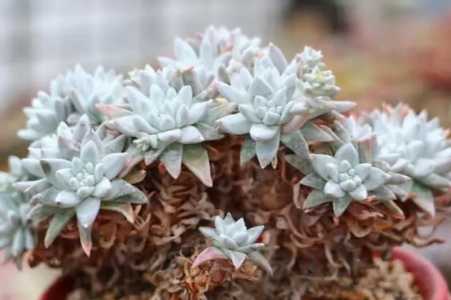 白菊夏天可以发根吗？