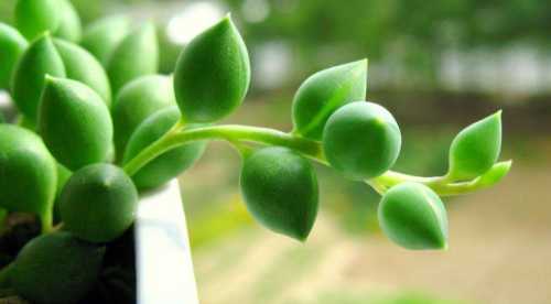 植物情人泪的养殖方法有什么？