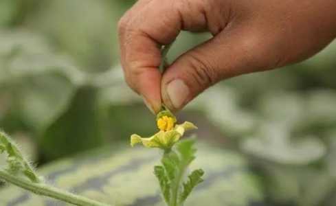 西瓜只有雄花没雌花怎么补救？