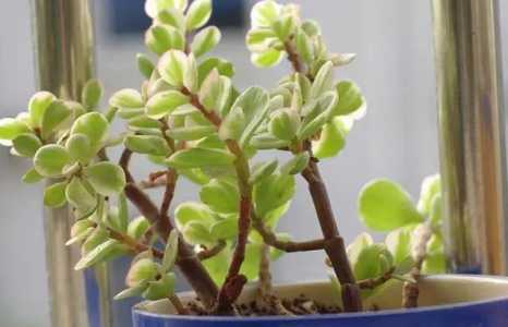 种植雅乐之舞有什么好处？