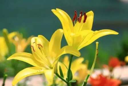 瓶插百合怎么延长花期呢？