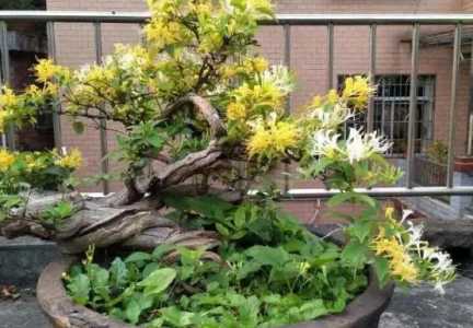 新栽金银花老桩如何养根？
