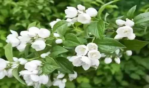 丛生茉莉花和独杆哪个好？