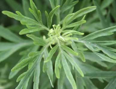 艾草的收割季节是什么时候？