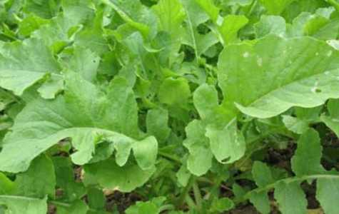 萝卜菜种植时间和方法有什么？