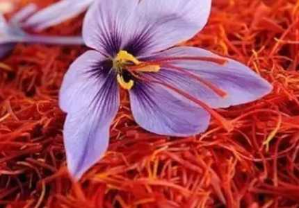 藏红花的种植条件与管理方法是什么？