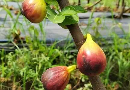 波姬红无花果北方能种吗？