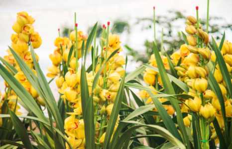 大花蕙兰开过花后还能再开吗？