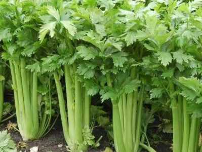 芹菜催芽方法和时间有什么？