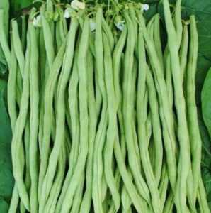 架豆王高产种植技术有什么？