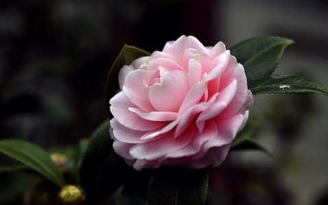 茶花秋天叶子都掉了怎么补救？