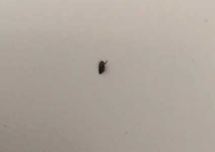 鸡圈跳蚤太多怎么消灭呢？