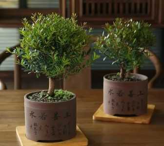 赤楠木盆景在家养好吗？