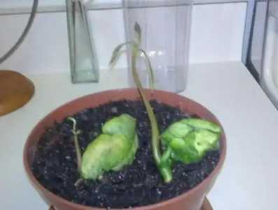 芒果核发芽了可以怎么种？