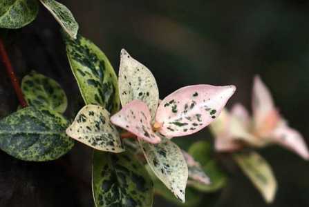 花叶络石藤的种植方法有什么？