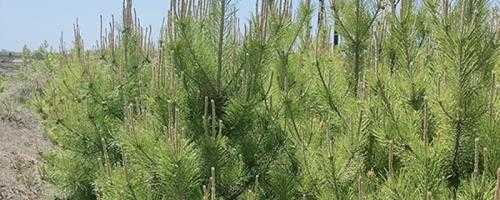 油松栽植后多久浇一次水？