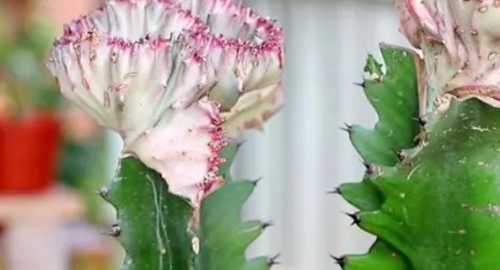 为啥家里不能养龙骨花？
