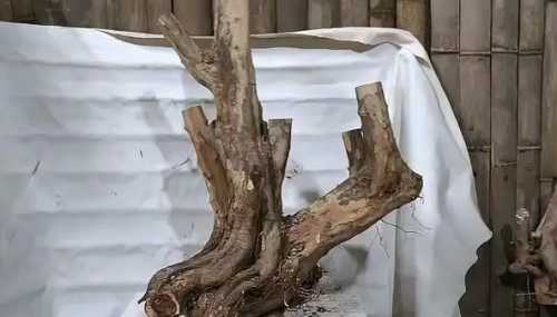 种植雀梅下山桩要不要缠膜？