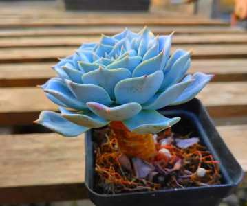 多肉蓝鸟的种植方法是什么？