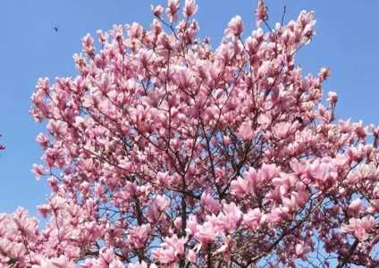 玉兰花长在院子好不好？