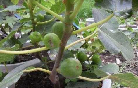 无花果的叶子太多如何修剪？