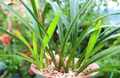 兰花花已落应怎样养护？