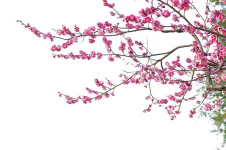 红梅花什么时候嫁接好？