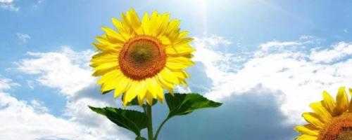 向日葵错过开花季节还开吗？