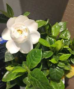 栀子花什么时候修剪比较好？