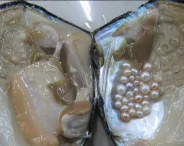 养殖珍珠蚌里面珍珠怎么来的？