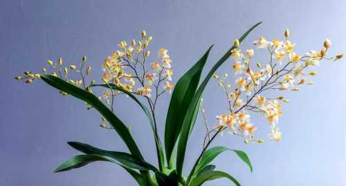 文心兰养多久才可以开花？