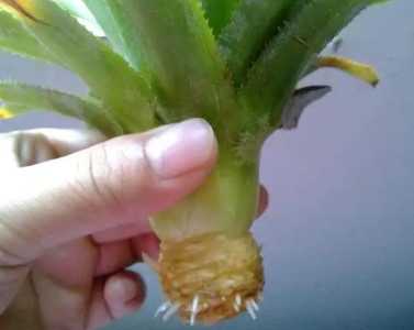 水培凤梨头为什么一直腐烂？