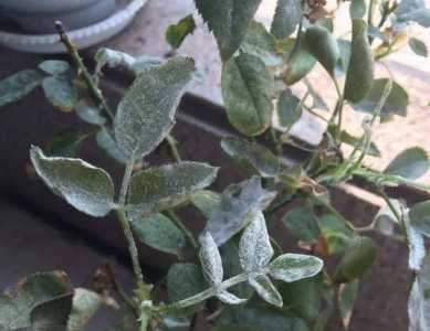 月季花喷药后出现白色粉末怎么回事？