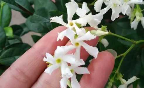 风车茉莉和木香哪个好养？